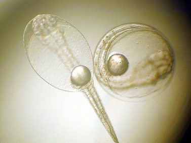 Oeuf et larve d'ombrine en cours d'évolution