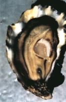 Triploid oyster