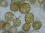 Alexandrium catenella by photonic microscopy